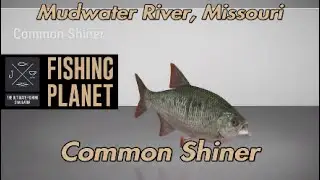 Common Shiner Mudwater River Missouri Fishing Planet Guide
