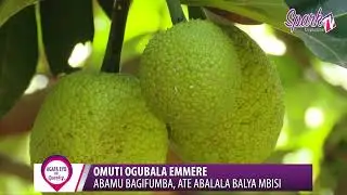 Omuti ogubala emmere: Abamu bagifumba, ate abalala balya mbisi
