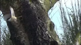 Willow Tit call