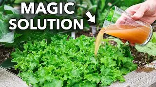Выполнение этого ОДНОГО действия увеличит ваш урожай на 90%