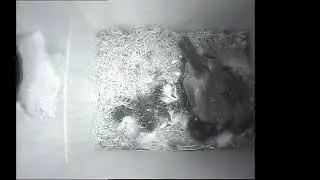 Live Birdbox