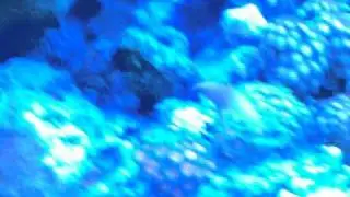 Fishy show
