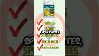 Dormant Oil Spray- Which ones to use?#gardening #fruittrees #garden #peach #homestead #shorts