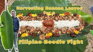 Harvesting Banana Leaves for Filipino Boodle Fight!