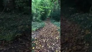 A cut too far?Watercress Way east of Itchen Abbas