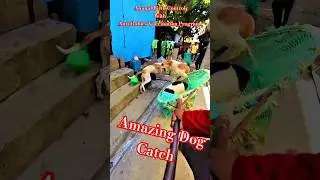 Perfect Dog Catcher Davanagere City #shorts #ytshortsindia #dog #streetdogrevival #rescue