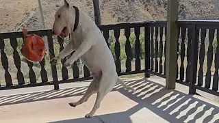 Smart and Funny Bull Terrier Shows Off Skills: Dog Tricks and Fun on the Sundeck!
