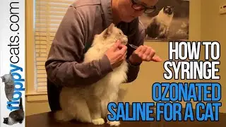 Ozonated Saline for Cats: How to Syringe It and Why It Works