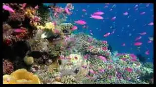 SALVIAMO IL PIANETA BLU I nostri mari in pericolo