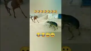 #Shorts_ video ll 🐕कुत्ता and 🐐बकरी में 🔥जबर्जस्त हमला हुअा ll 🤣Very funny Viral Masti😂😂😂