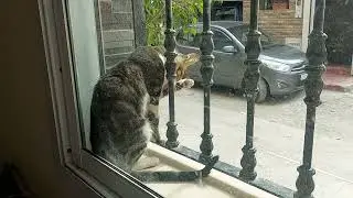 How Cats Stay So Clean | Funny Visitor Moments Compilation#FunnyVisitors #CuteCats #CatLovers