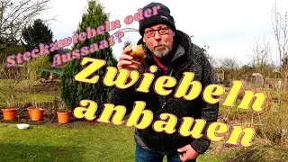 Frühe Aussaat im unbeheizten Gewächshaus / Zwiebeln anbauen...Aussaat oder mit Steckzwiebeln?