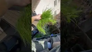 Pulling plants out of gutters #guttercleaning #windowcleaning #sacramento