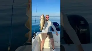 Cod interrupts Mackerel fishing #fishing #boston #bostonharbor #fishingaddict #fish #codfish #salty