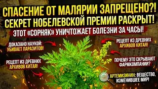 Почему За Этот «Сорняк» Лишают Лицензий? Вся Правда О Растении, Которое Обрушило Рынок Таблеток.