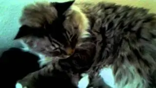 iRapozo x bothering his fat cat
