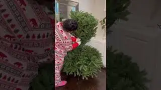 King of Christmas Tree setup Easy as 1, 2, 3 - King of Christmas #shorts