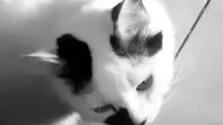 Kucing Campuran