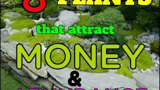 8 PLANTS that attract MONEY & ABUNDANCE/LUCKYBAMBOO/POTHOS/JADEPLANT/ORCHIDS/PILEA/CITRUS/PEACELILY