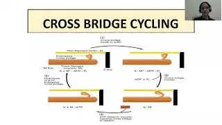CROSS BRIDGE CYCLING