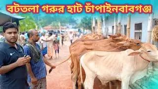 Inside the Cow Market. বটতলা গরুর হাট চাঁপাইনবাবগঞ্জ। MAKBD