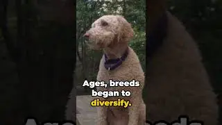 Dog facts for about history #shorts #animals #dog