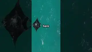 Megalodon Size Comparison!