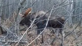 Bull Moose eating