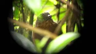 Streak-capped Treehunter - Thripadectes virgaticeps - La Linea, W Andes