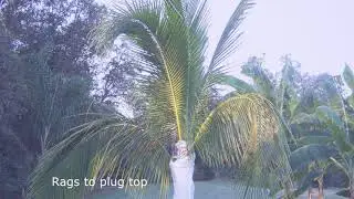 Coconut palm freeze protection