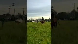 kontes sapi di lapangan adi jaya, lampung tengah