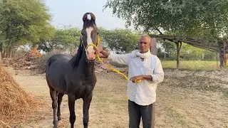 एक बछेरी जो सेल करनी भी है और नहीं भी। ऐसा कैसे। देख भाल के कारण एक किशान का शोंक मरता हुआ। #views 