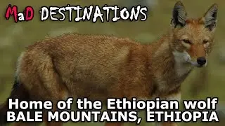 Home of the world's rarest wolf: Bale Mountains, Ethiopia