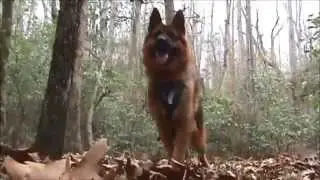 K9 Containment Techniques for Police Patrol Officers