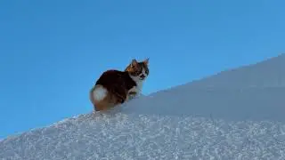 Mango&rsquo;s first rooftop & deep snow experience ☃️😸❄️