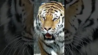 KINGDOM  WILD TIGER  Everything You Need To Know Documentary