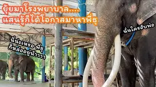 ตามติดชีวิตช้าง Daily Live วันเสาร์ 26 ต.ค. 2567 ยุ้ยและแสนรู้มาโรงพยาบาล มาเจอพี่ธุพอดี