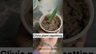 clivia plant repotting #epicadventurer #clivia #repotting