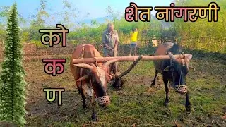 मी गेलो शेत नांगरायला शेतावर #कोकण #baile #sheti #shetkari #shetkaripor
