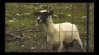 goat laughing meme template | copyright free meme | #funny
