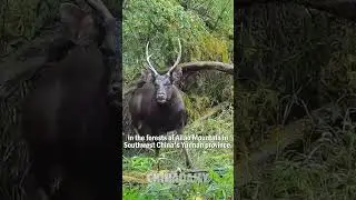 Rare wild animals spotted at nature reserve in China's Yunnan