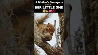&ldquo;A Mother&rsquo;s Love: How Animals Care for Their Babies ❤️ | Heartwarming Animal Moments&rdquo; #shortsfeed