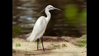 А ну разбежались, цапли! #shorts #wild animals #amazing