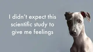 How sensitive is a dog's sense of smell?