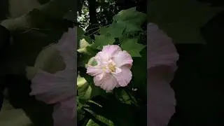 🌺  Changing colours of Hibiscus mutabilis🌺Hibiscus mutabilis time lapse #hibiscusmutabilis