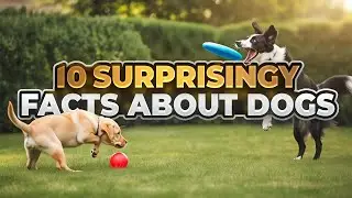 Think You Know Dogs? These 10 Facts Say Otherwise
