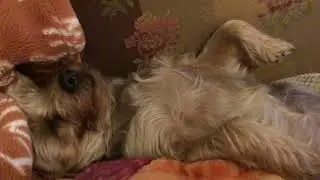 Turn up the sound to hear a sleeping snoring Teddy Bear (well, a cute Yorkie)