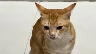 Funny cats videos of 2026 no ads | cat vs cats 🐈 con m&egrave;o v&agrave;ng cam tomcat th&iacute;ch chọc ghẹo m&egrave;o g&aacute;i 🐈 