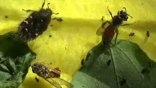 Зоопарк Насекомых: Дикие Пчелы Andrenidae, Мухи Журчалки, Клопы, Тли и Жуки. 10-05-2022 Kyiv Ukraine