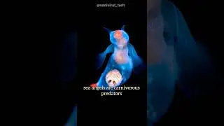 Sea Angels | Beautiful Ocean Creature#youtubeshorts #shorts